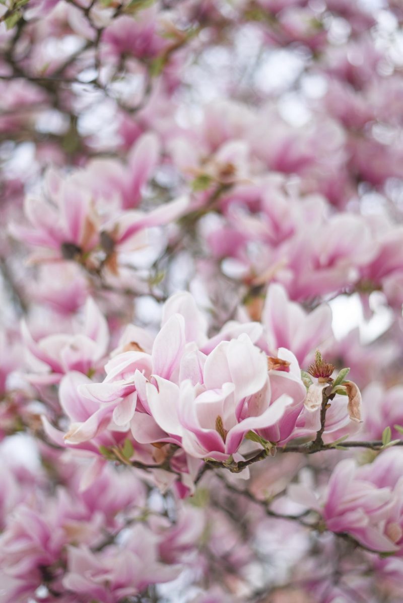 Magnolia Tree