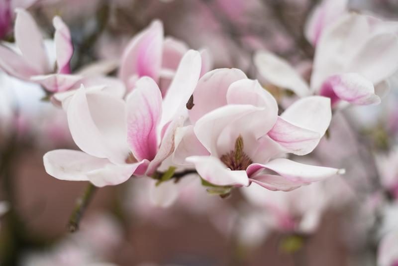 Magnolia Tree