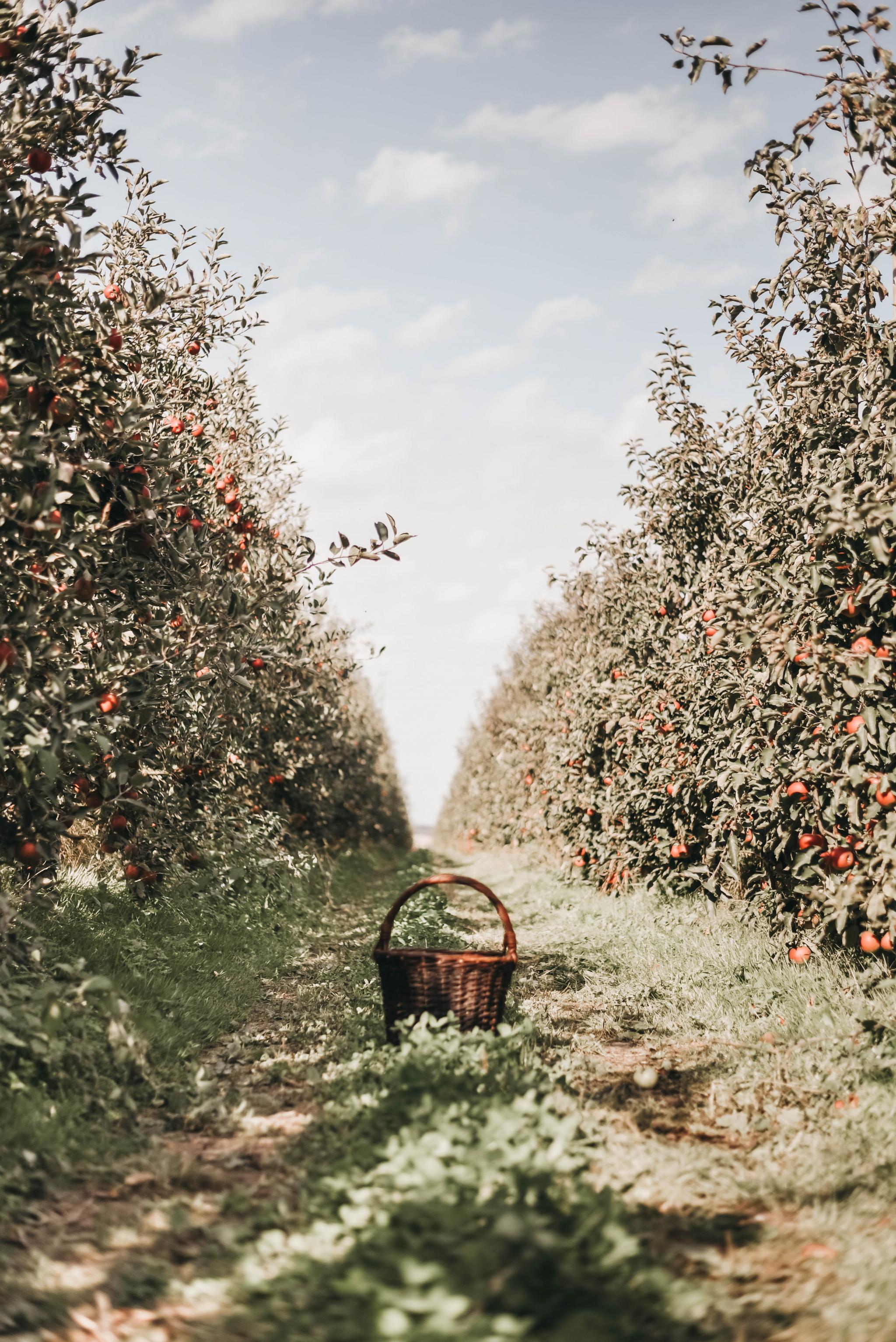 Apples - Jacob's Family Orchard