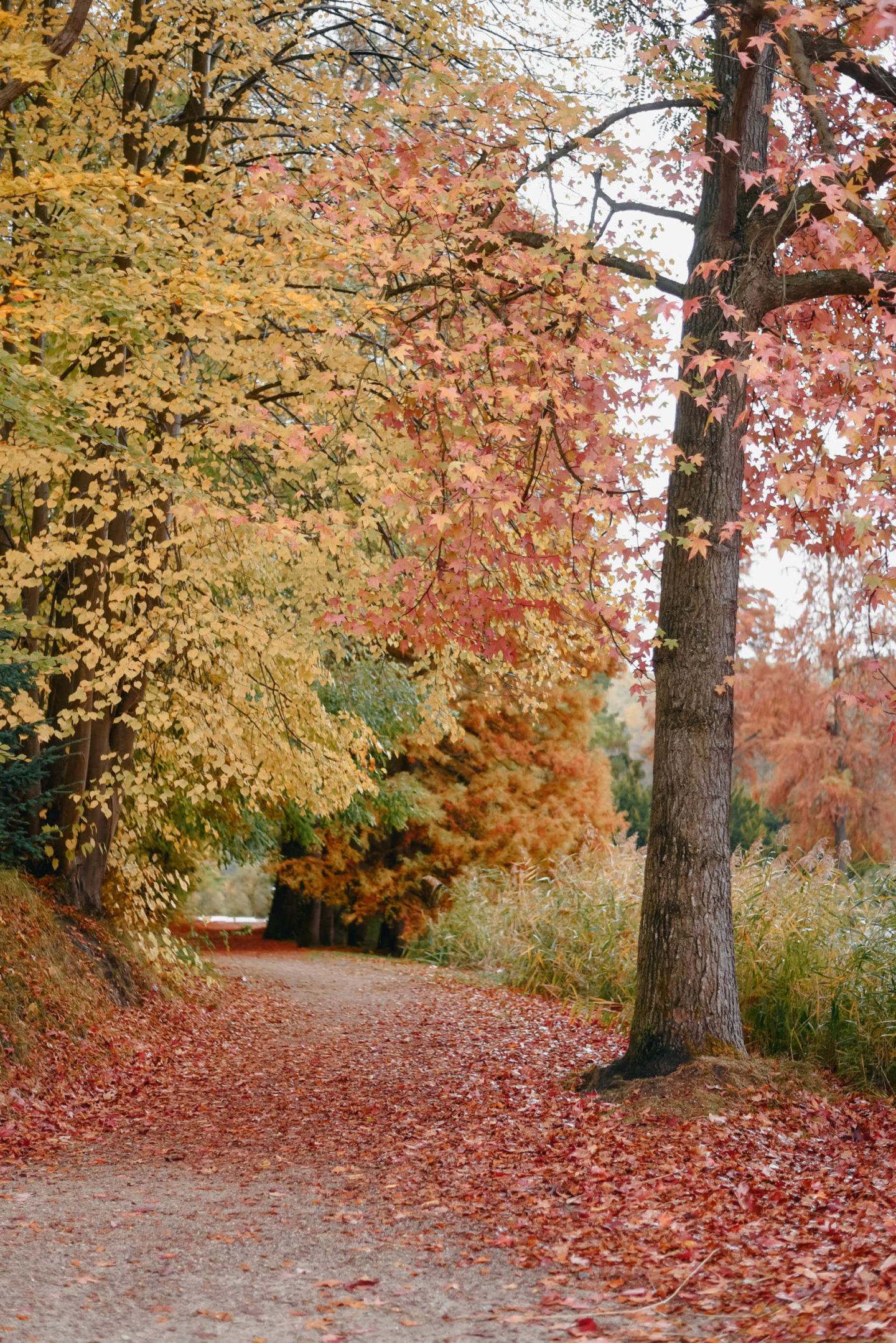 A pathway in Fall near Château de la Hulpe Brussels