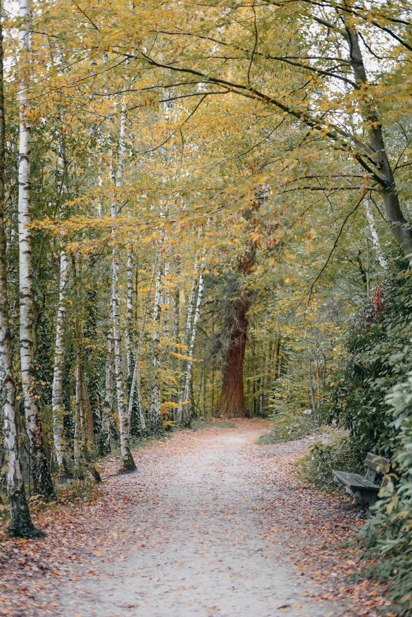 Fall Colores near Château de la Hulpe Brussels