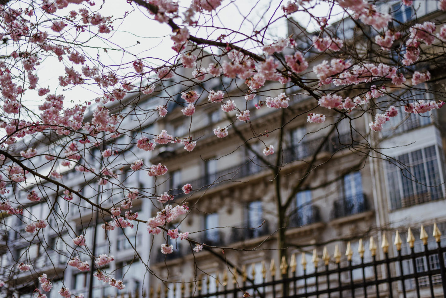 Spring Blossoms in Jardin De Luxembourg Paris