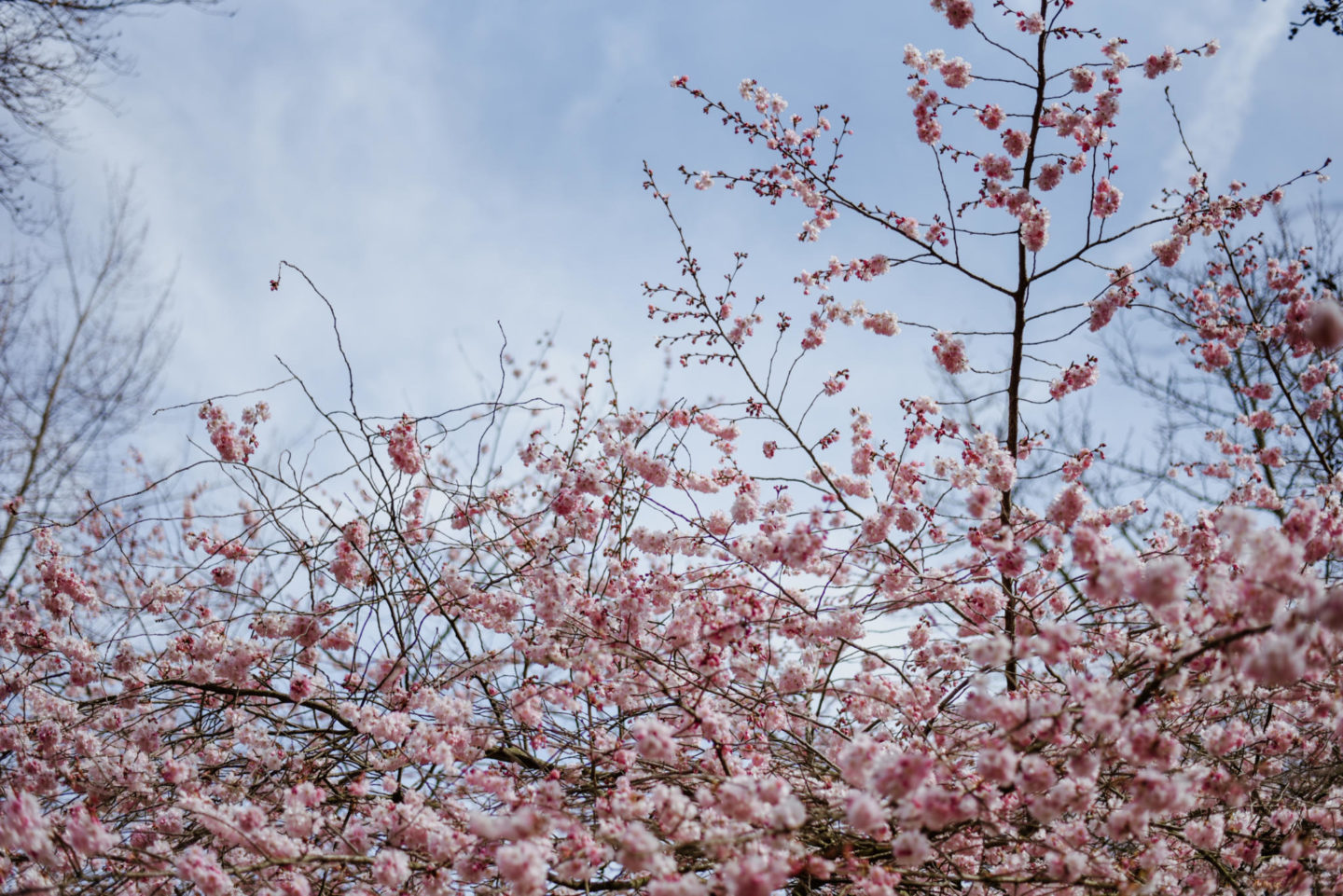 Spring Blossoms in Jardin De Luxembourg Paris