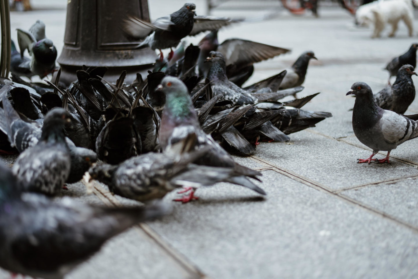 Pigeons in Le Marais Paris