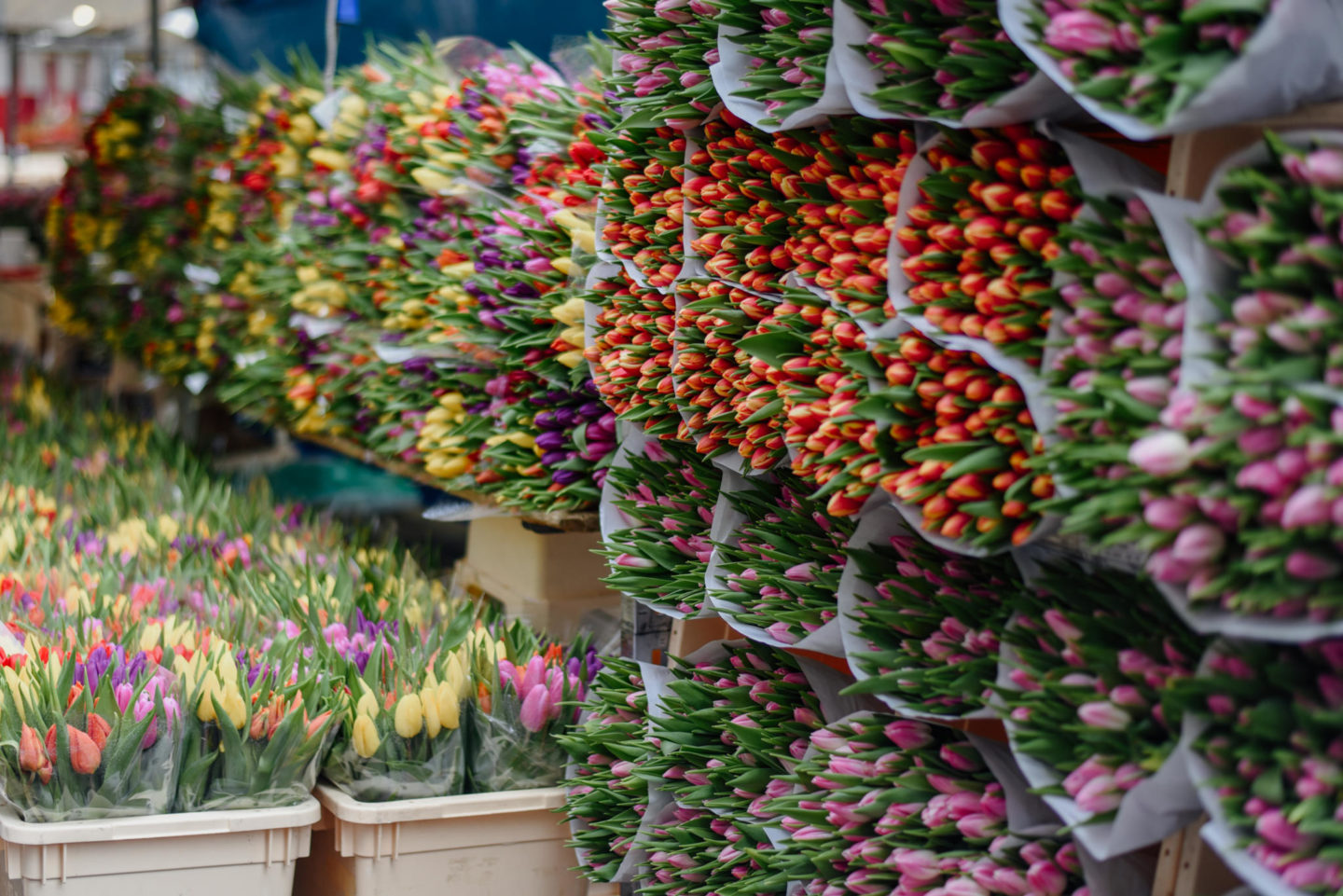 Flower stalls in Utrecht The Netherlands