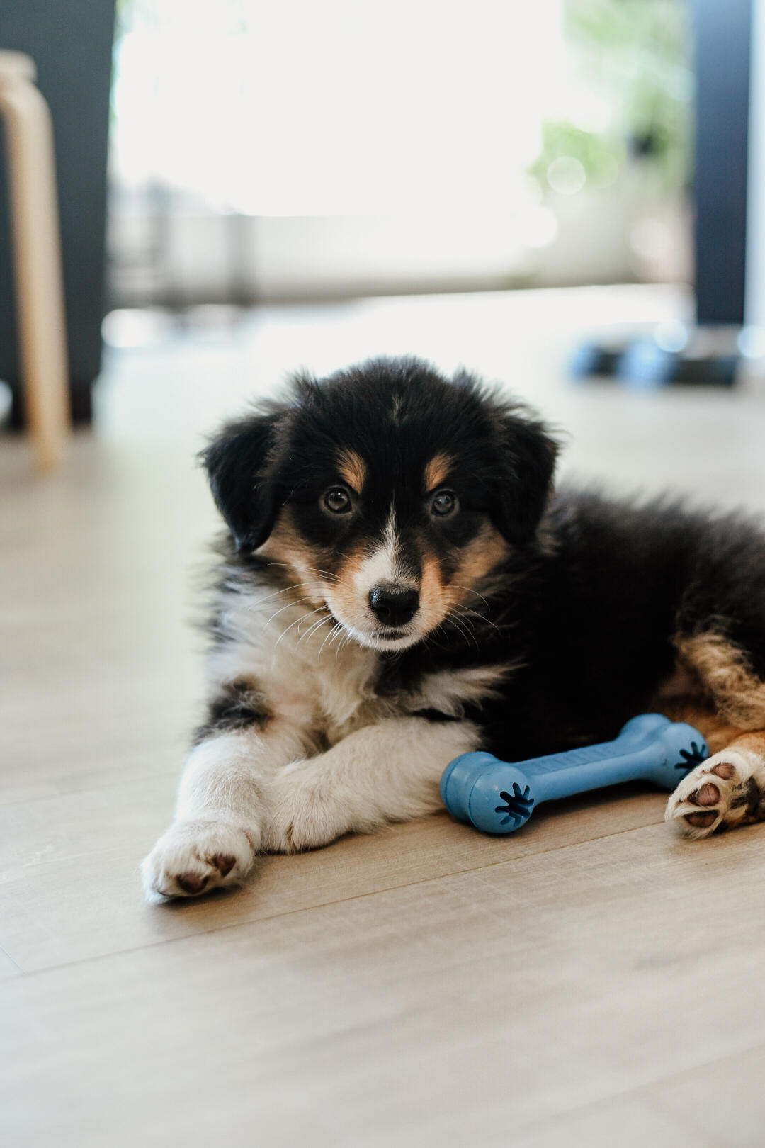 8 weeks old Black Tri Mini Australian Shepherd Puppy 