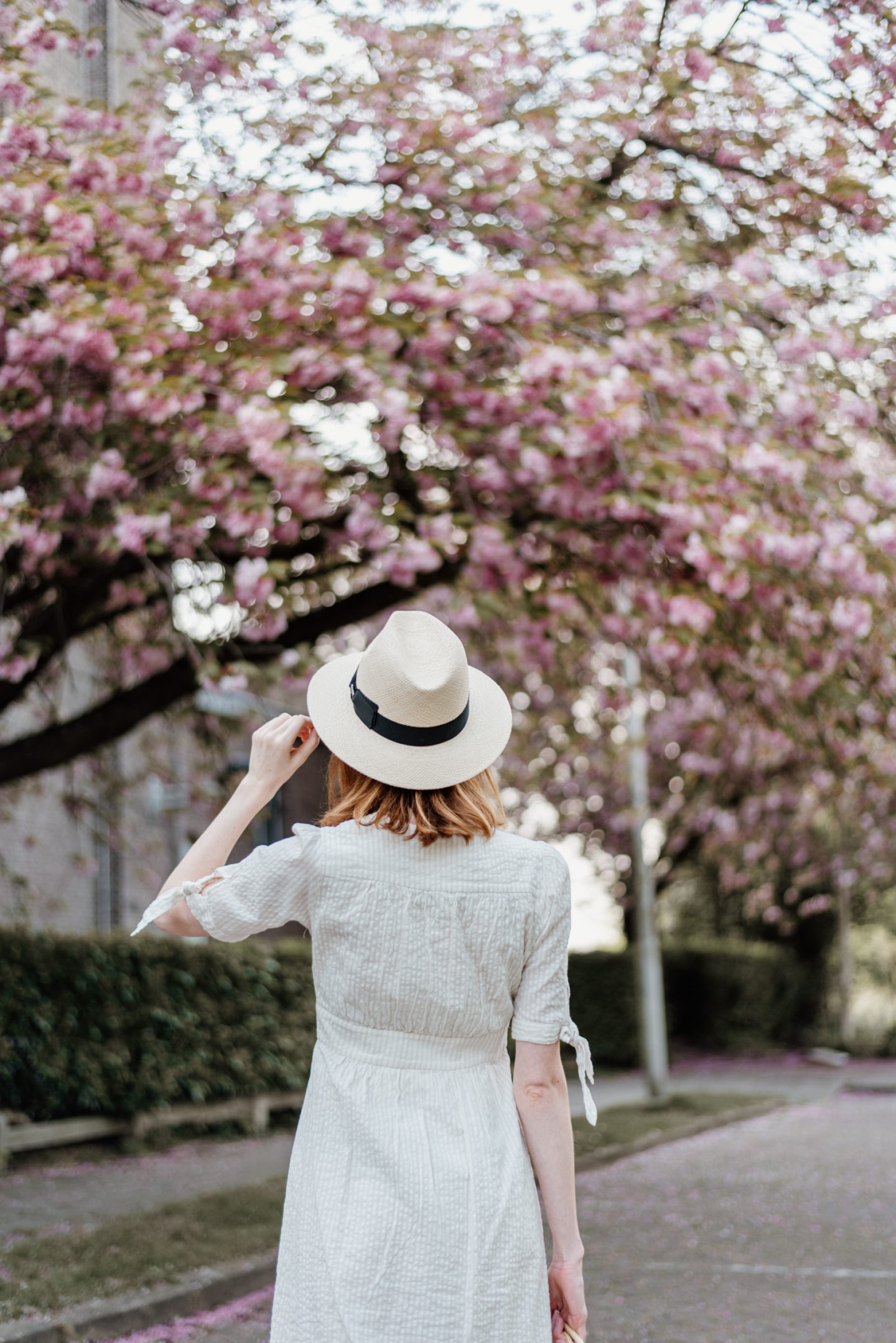 Girl in white dress with a hat looking at cherry blossoms